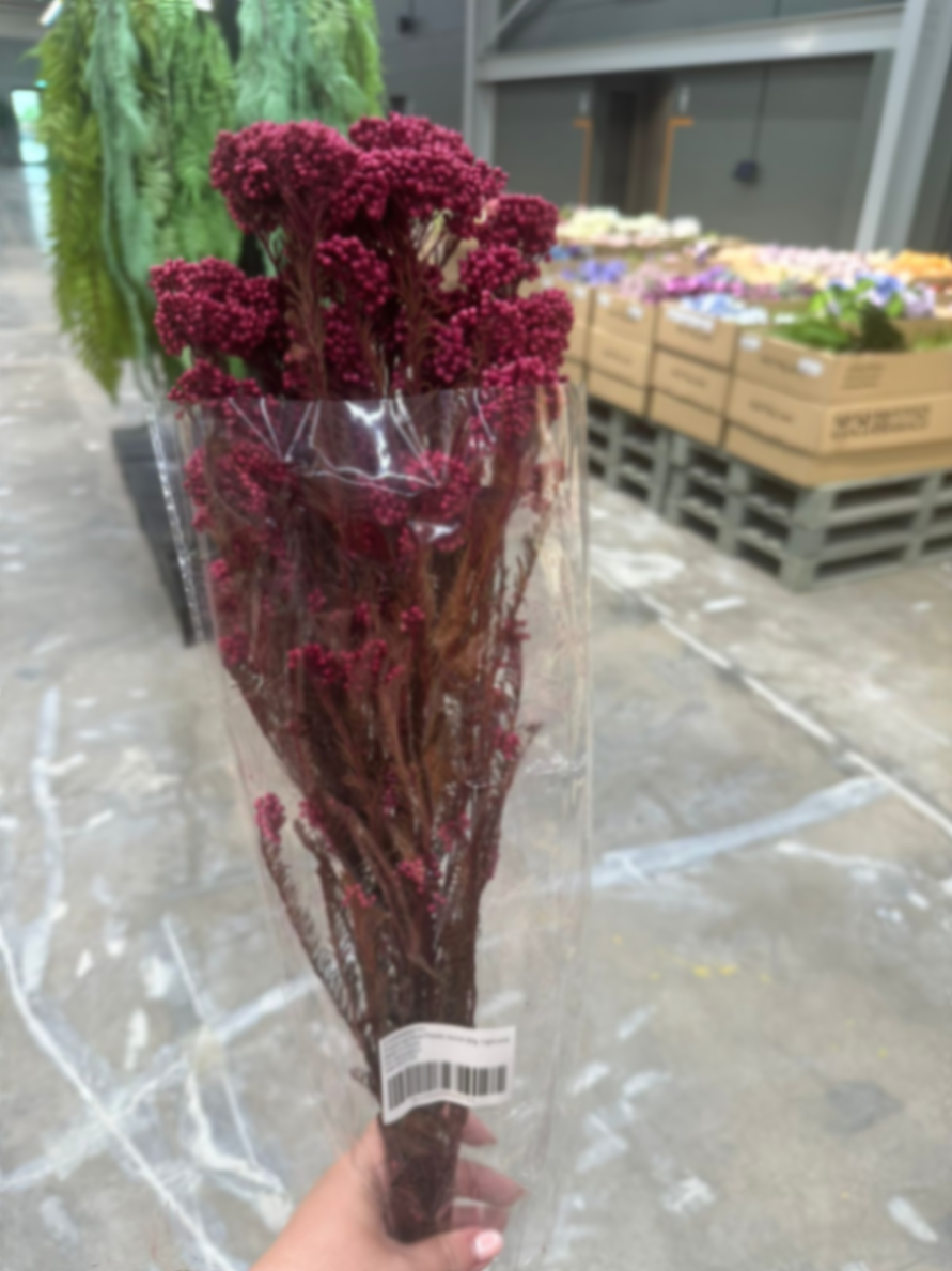 Preserved Rice Flower, bunch